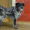 Barkley  Aussie/Border X