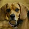 Rosie   Beagle