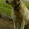 Crosby  
He is a sweet Golden Retriever