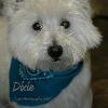 Dixie                             Westland Highland Terrier