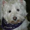 Monaco
Westland Highland Terrier