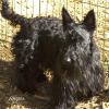 Angus
Scottish Terrier
